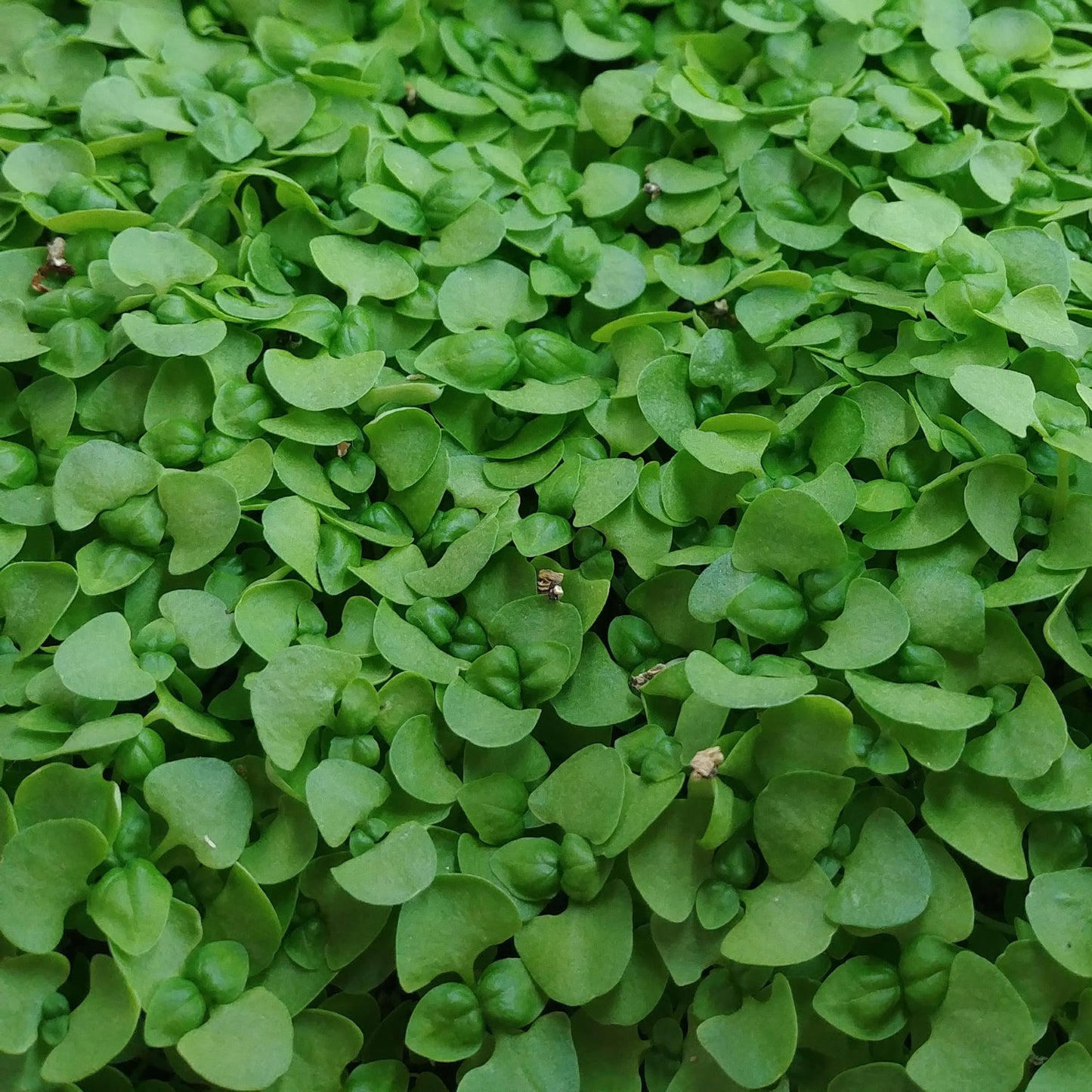 Italian Large Leaf Basil Microgreens