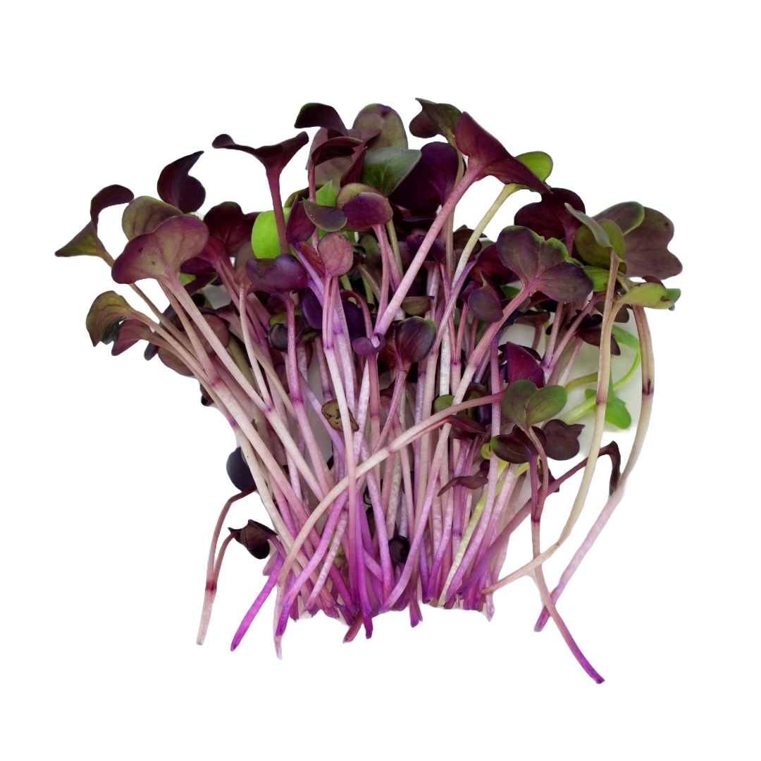 Red Rambo Radish