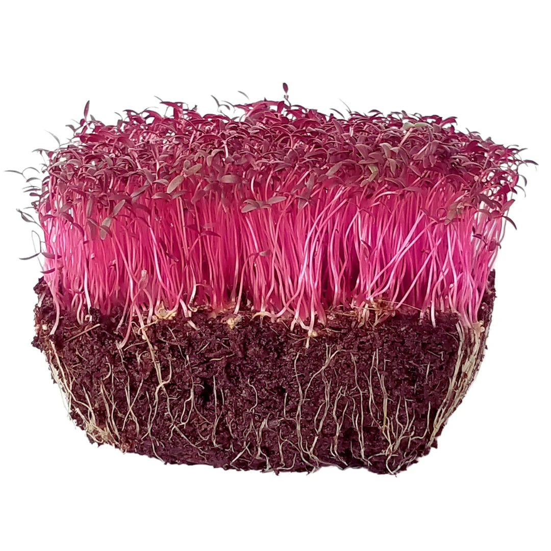 Amaranth