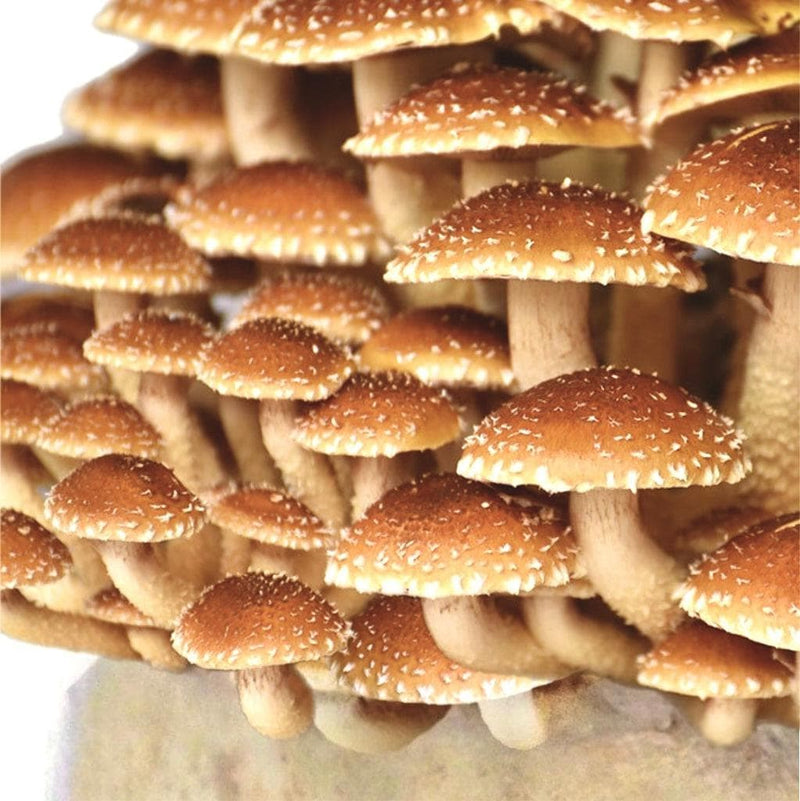 Chestnut Mushrooms