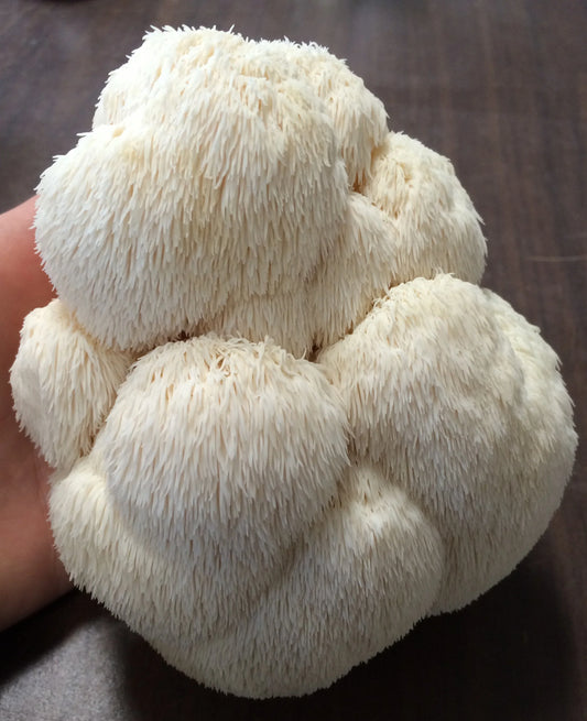 Lion's Mane Mushrooms