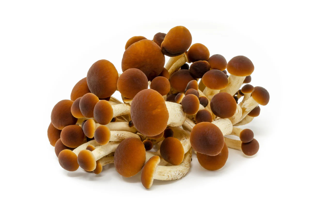 Pioppino Mushrooms