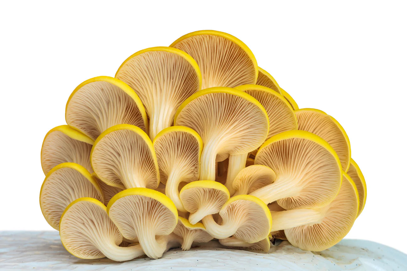 Golden Oyster Mushrooms