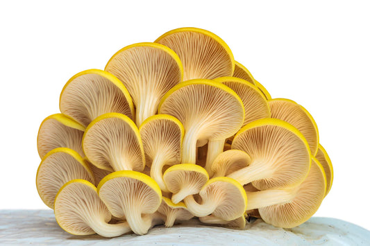 Golden Oyster Mushrooms