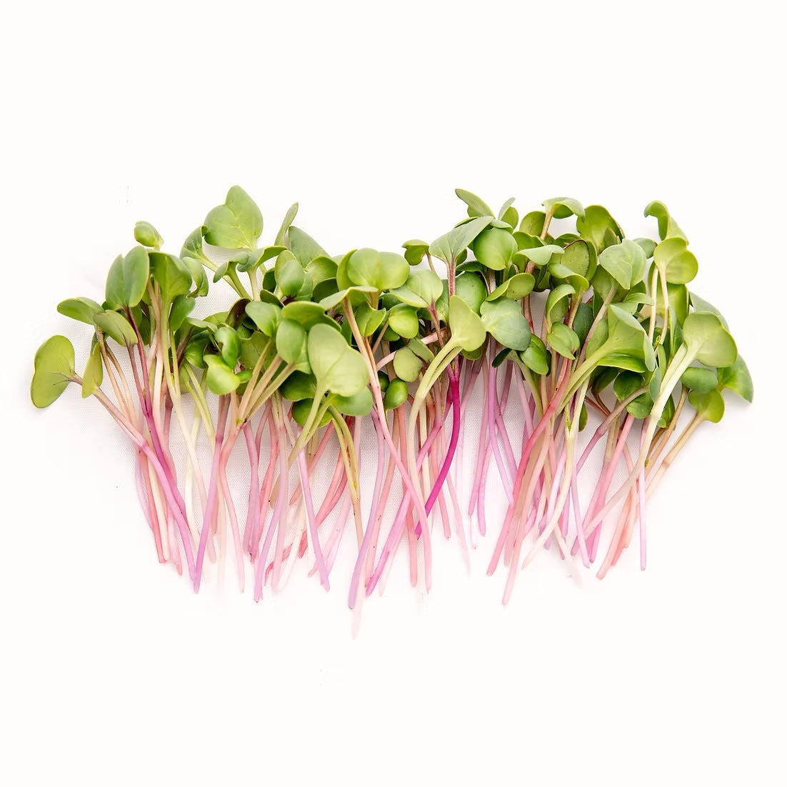 Rainbow Radish